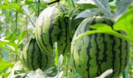 在哪里可以吃免费的瓜,揭秘全国瓜果免费品尝地